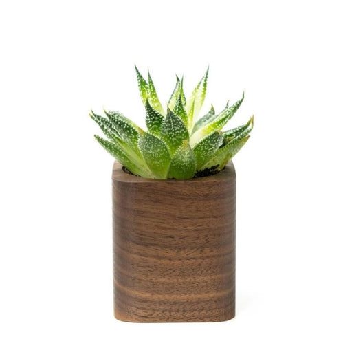 Vaso para Planta Suculenta | Madeira Nogueira