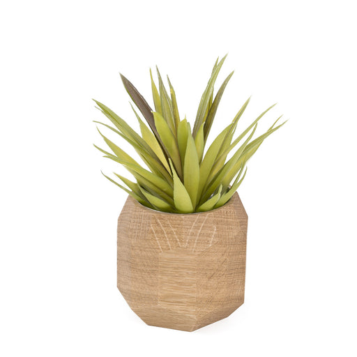 Vaso para Planta Suculenta | Madeira Carvalho