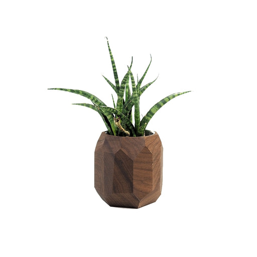 Vaso para Planta Suculenta | Madeira Nogueira